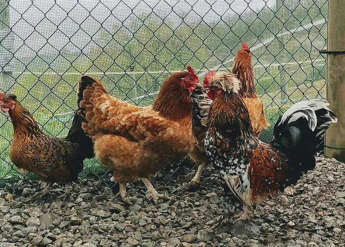 Agricampeggio Cà Di Mazza Campeggio *